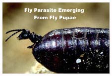Fly Parasite Emerging From A Fly Pupae