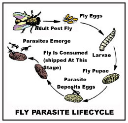 Fly Parasite Lifecycle