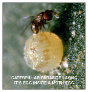 Caterpillar Parasite Laying Its Egg Inside A Moth Egg
