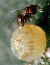 Caterpillar Parasites