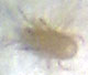 Fungus Gnat Predator Hypoaspis sp.