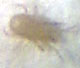 Fungus Gnat Predators