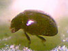 Spider Mite Destroyers Stethorus punctipes