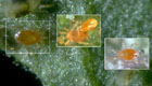 Triple-Threat Spider Mite Predators