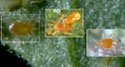 Triple-Threat Spider Mite Predators