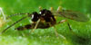 Aphid Parasite Aphydius matricariae lays its eggs inside living Aphids