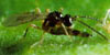 Aphid Parasites
