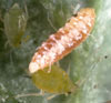 Aphid Predators