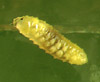 Feltiella acarisuga