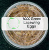 Green Lacewing Chrysopa carnea Eggs