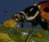 Adult Ladybug Eating Aphids