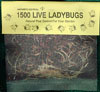 Ladybugs