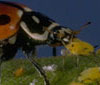 Ladybugs