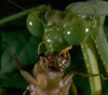 Adult Praying Mantis