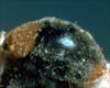 Mealybug Destroyers
