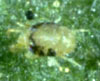 Spider Mites