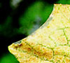 Typical Spider Mite Damage