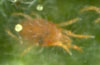Fall Fall & Winter Coloring of Adult Two Spotted Spider Mite