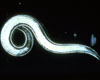 Double-Death Mix Predator Nematodes