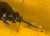 Pirate Bugs