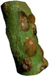 Scales