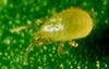Thrips Predator Mites