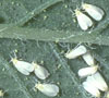 Whiteflies