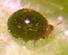 Whitefly Predator Delphastus pusillus