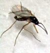 Fungus Gnats