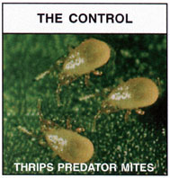 Thrips Predator Mites