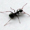 Ants