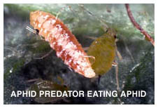 Aphid Predator Eating An Aphid