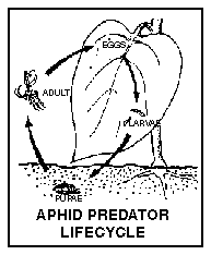 Aphid Predator Lifecycle