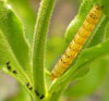 Caterpillars and Foliage Worms