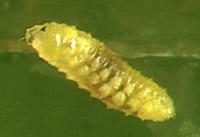 Feltiella acarisuga