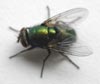Pest Flies