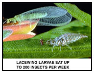 Lacewing Larvae Eat Up To 200 Insects Per Week