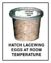 Hatch Lacewing Eggs At Room Temperature