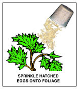 Sprinkle Hatched Eggs Onto Foliage