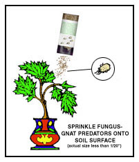 Sprinkle Fungus Gnat Predators Onto Soil Surface