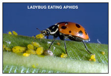 Ladybug Eating An Aphid