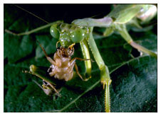 Adult Praying Mantis