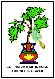 Or Hatch Mantis Eggs Among Plant Foliage