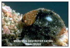Mealybug Destroyer Eating Mealybugs