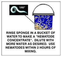 Rinse Sponge In A Bucket Of Water To Make a Nematode Concentrate