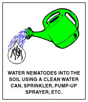 Water Nematodes Into The Soil Using A Clean Watering Can