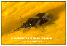 Sprinkle Fungus Gnat Predators Onto Soil Surface