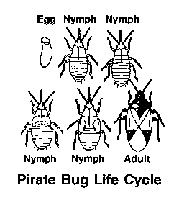 Pirate Bug Life Cycle
