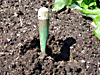 Root Aphids, Root Mealybugs, Thrips, Grubs, etc
