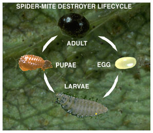 Spidermite Destroyer Lifecycle
